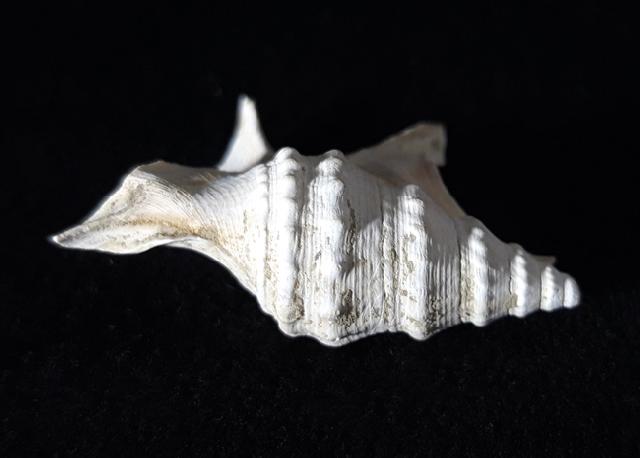 Aporrhais pespelicani (LINNAEUS 1758) - Bild © FossNet FossilienStore